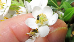 Brassicogethes aeneus