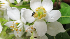 Brassicogethes aeneus