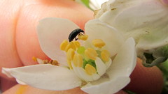 Brassicogethes aeneus