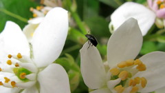 Brassicogethes aeneus