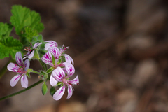 Pelargonium australe