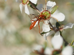Labeninae