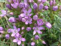 Gentianella anisodonta