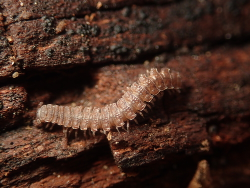 Common Flat-backed Millipede photo 4