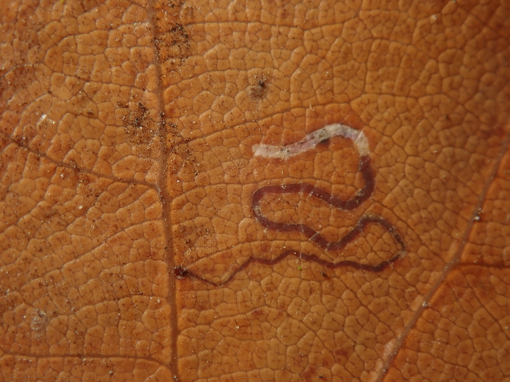 Five-spot Pigmy