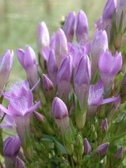 Gentianella anisodonta