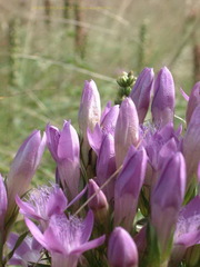 Gentianella anisodonta