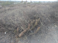 Trichocereus strigosus