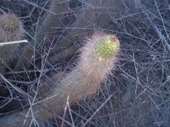 Trichocereus strigosus