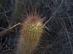 Trichocereus strigosus