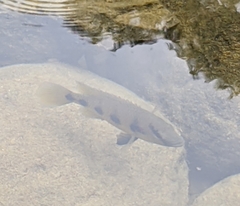 Hemichromis elongatus