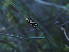 Tanyzancla marionella