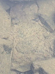 Hemichromis elongatus