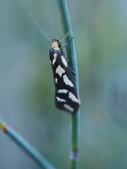Tanyzancla marionella