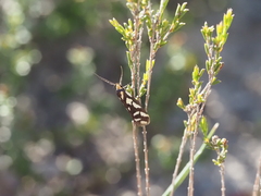Tanyzancla marionella