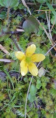 Ranunculus multiscapus
