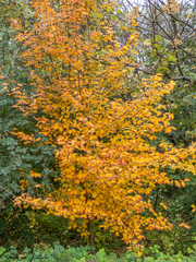 Parrotia persica
