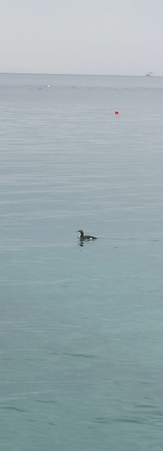 Srednji plijenor (Gavia arctica)