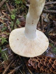Russula crassotunicata