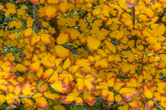 Parrotia persica