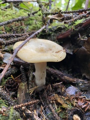 Russula crassotunicata