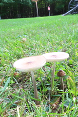 Oudemansiella limonispora