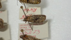 Cryphia algae
