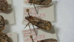Cryphia algae