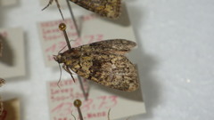 Cryphia algae