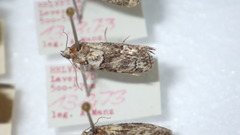 Cryphia algae
