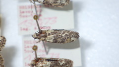 Cryphia algae