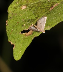 Cangetta hartoghialis