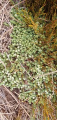 Kelleria laxa