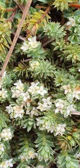 Kelleria laxa
