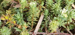 Kelleria laxa