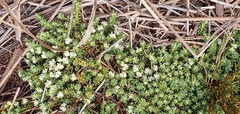Kelleria laxa