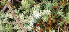 Kelleria laxa