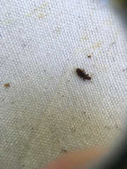 Aralius wollastoni