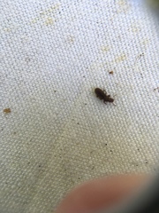 Aralius wollastoni