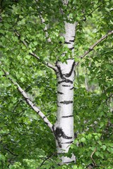 Betula pendula mandshurica