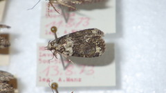 Cryphia algae