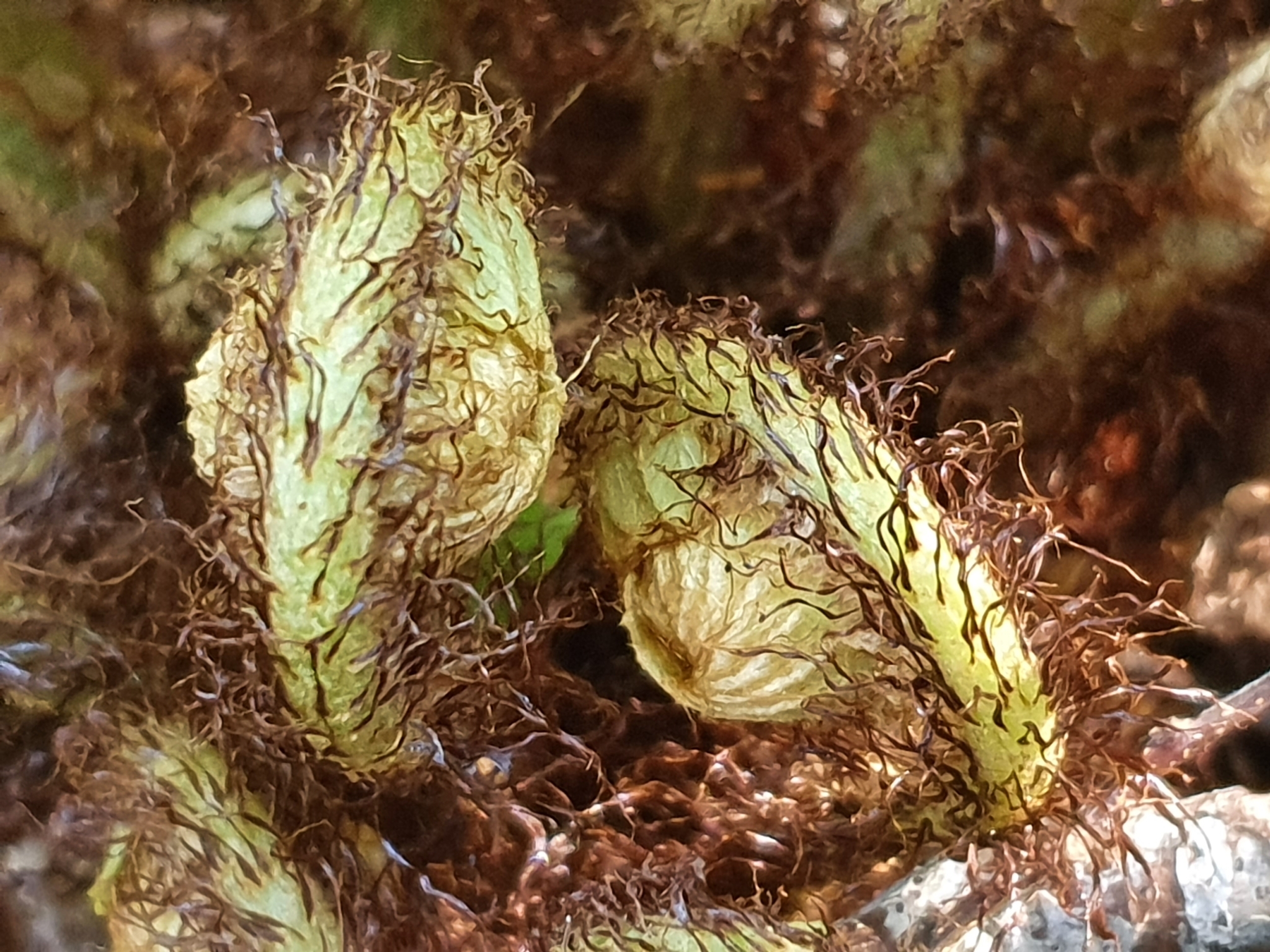 Lomaria image