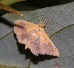 Mabra eryxalis