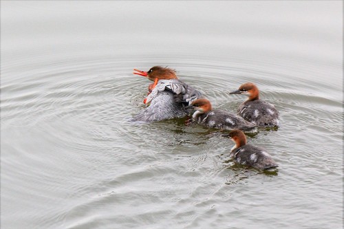 Scaly-sided Merganser