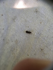 Aralius wollastoni