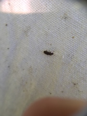 Aralius wollastoni