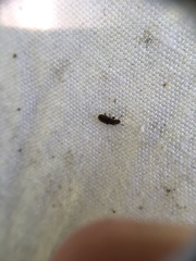 Aralius wollastoni