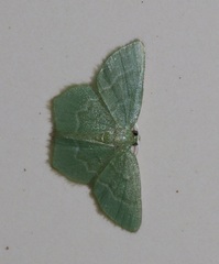 Idiochlora minuscula