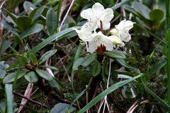 Rhododendron aureum aureum