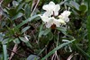 Rhododendron aureum aureum - Photo (c) auntie_uncle, some rights reserved (CC BY-NC), uploaded by auntie_uncle